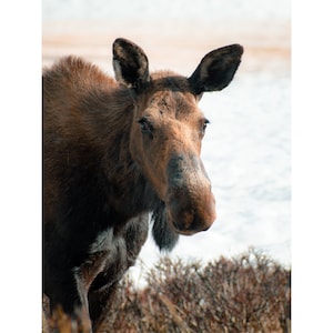 Wildlife Photography Print - Rocky Mountain Moose