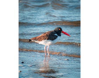 Wildlife Photography Print - American Oystercatcher