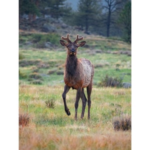 Wildlife Photography Print - Young Bull Elk