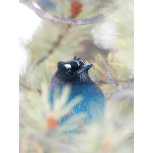 Wildlife Photography Print - Steller&#39;s Jay