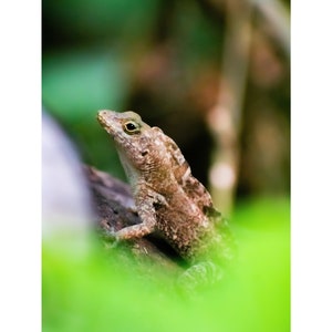 Wildlife Photography Print - Anole Lizard