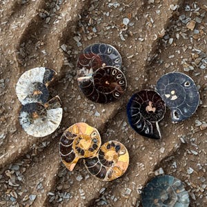 May include: A collection of polished ammonite fossils in various colors, including brown, gold, and gray, are arranged on a sandy surface. The spiral patterns of the fossils are clearly visible, showcasing their intricate details. The background is a textured, sandy surface.