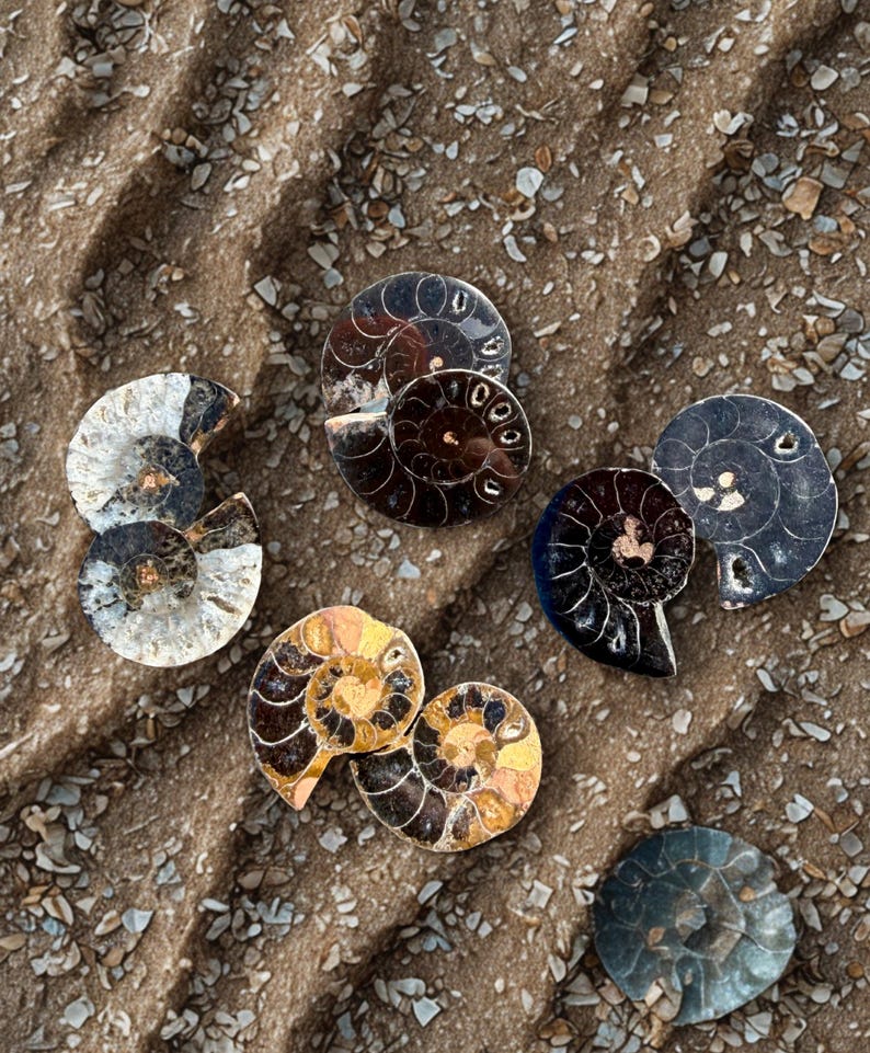 May include: A collection of polished ammonite fossils in various colors, including brown, gold, and gray, are arranged on a sandy surface. The spiral patterns of the fossils are clearly visible, showcasing their intricate details. The background is a textured, sandy surface.