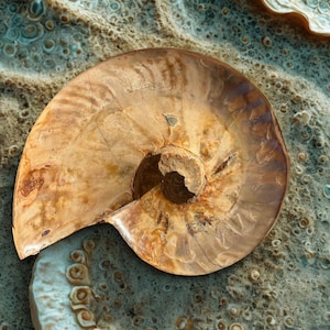May include: A close-up of a fossilized ammonite shell, showcasing a spiral shape with a central core. The shell displays shades of brown and tan, with visible growth lines. The background has a textured appearance.