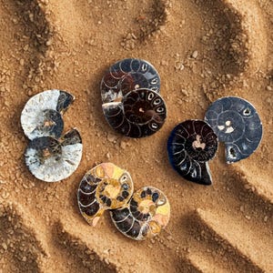 May include: Several polished ammonite fossils with spiral patterns rest on a bed of sand. The fossils display a range of colors, including black, brown, gold, and silver, with visible internal chambers.