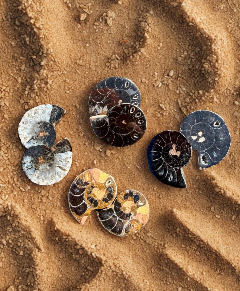 May include: Several polished ammonite fossils with spiral patterns rest on a bed of sand. The fossils display a range of colors, including black, brown, gold, and silver, with visible internal chambers.