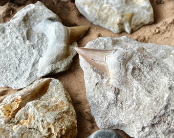 Mosasaur Tooth Fossil in Matrix • Ancient Marine Dinosaur Era Fossil • Unique Partially Exposed Fossil Collectible for Decor & Energy