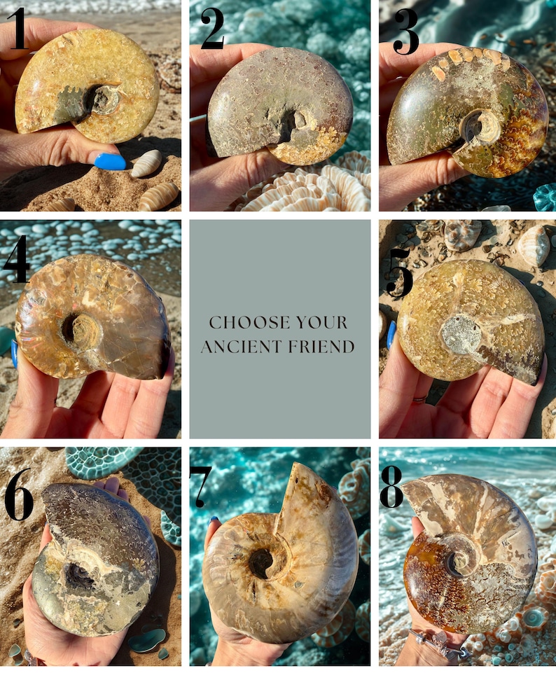 May include: A collection of eight fossilized ammonite shells, each held in a hand against a backdrop of sand and water. The shells vary in color from tan to brown, with visible spiral patterns. The text "CHOOSE YOUR ANCIENT FRIEND" is displayed.