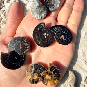 May include: A collection of fossilized ammonite shells in various sizes and colors, including black, gray, and golden brown. The shells are displayed in an open hand, showcasing their spiral patterns and textures. The background is a light-colored surface.