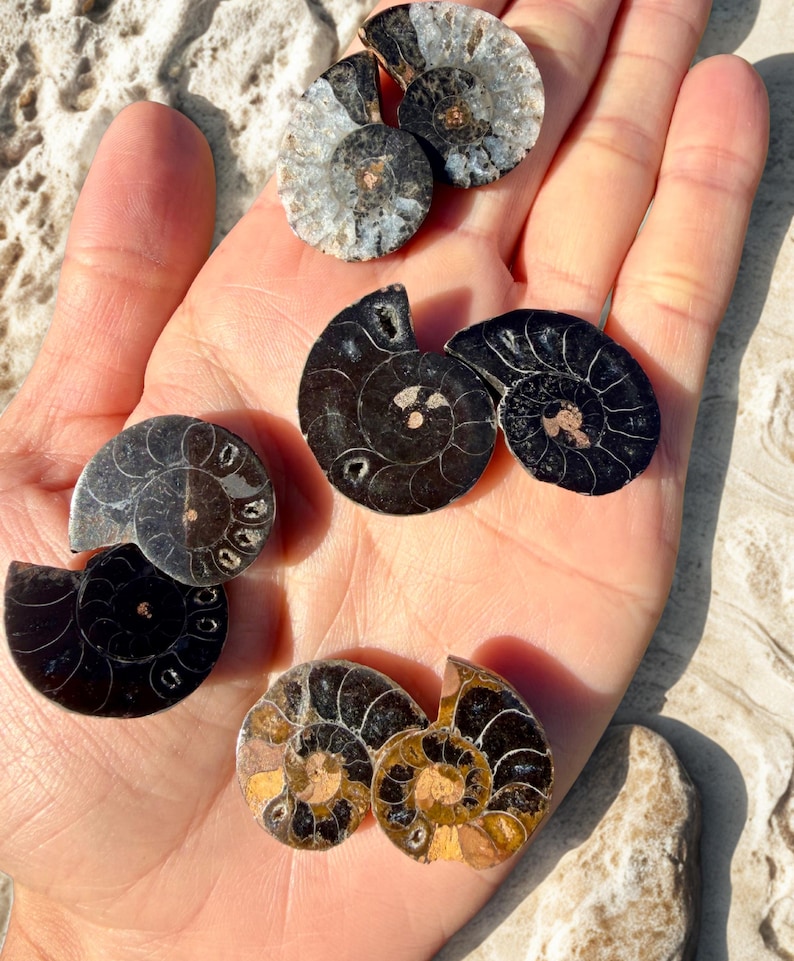 May include: A collection of fossilized ammonite shells in various sizes and colors, including black, gray, and golden brown. The shells are displayed in an open hand, showcasing their spiral patterns and textures. The background is a light-colored surface.