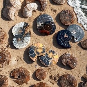 May include: An overhead shot of various fossilized ammonites on a sandy surface near the ocean. The fossils display a range of colors, including brown, black, white, and gold. The spiral patterns are clearly visible, showcasing the natural beauty of these ancient marine creatures.