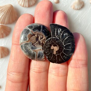 May include: Two polished ammonite fossils, one gray and brown, the other black, showcasing intricate spiral patterns. The fossils are held in a hand, with seashells in the background. A natural history theme.