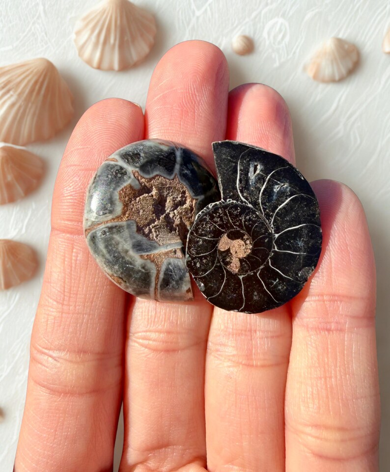 May include: Two polished ammonite fossils, one gray and brown, the other black, showcasing intricate spiral patterns. The fossils are held in a hand, with seashells in the background. A natural history theme.