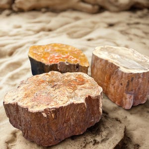 May include: Three pieces of petrified wood, showcasing a variety of colors and textures. The wood slices display shades of brown, orange, and tan, with visible grain patterns. The pieces are arranged on a sandy surface.