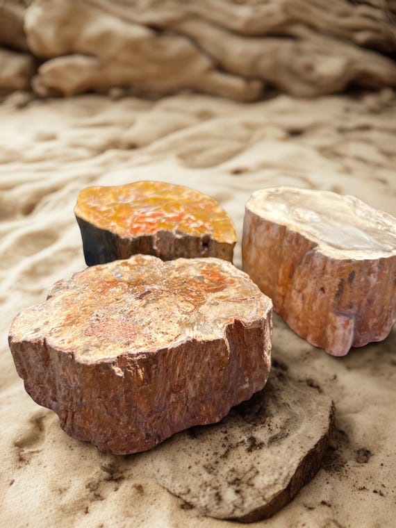Polished Petrified Wood Branch • Madagascar Fossil Stone • Grounding Crystal Decor • Unique Natural Fossil • Meditation & Altar Tool