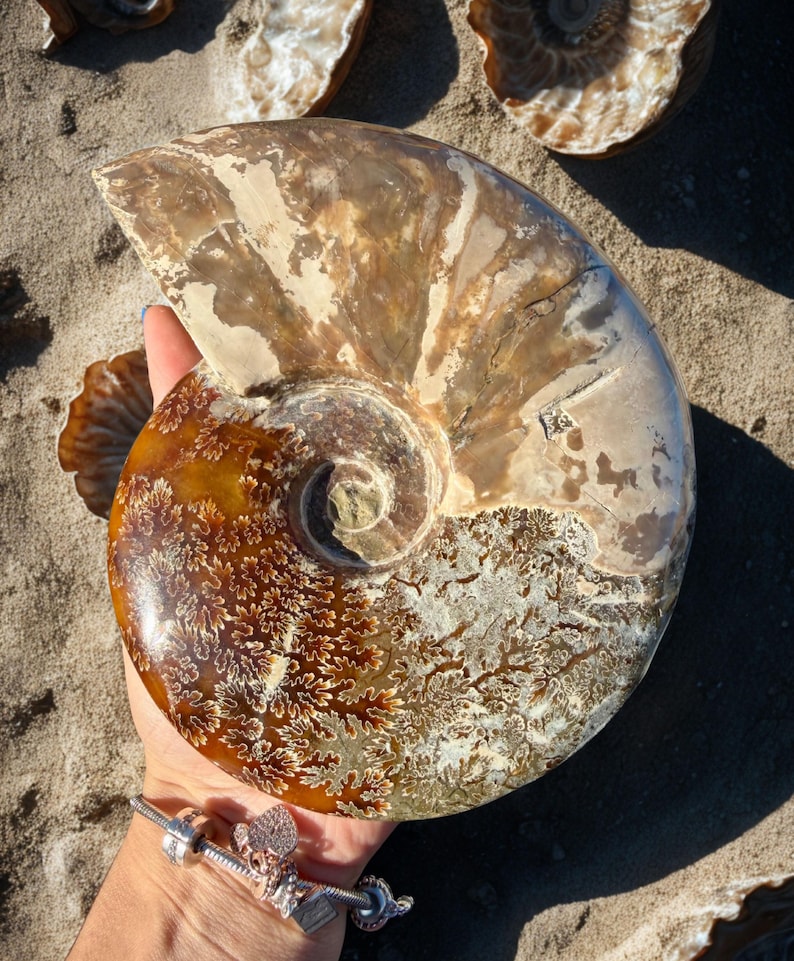 May include: A large, polished ammonite fossil with a spiral shape, held in a hand. The fossil displays shades of brown, tan, and cream, with intricate patterns. The background shows other fossils on a sandy surface.