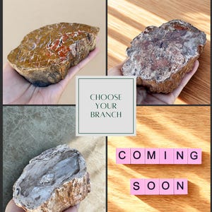 May include: A collage of four images featuring petrified wood specimens. The top left shows a brown and red piece, the top right a gray and brown piece. The bottom left displays a gray and brown piece. The bottom right shows the text "COMING SOON". The text "CHOOSE YOUR BRANCH" is also present.