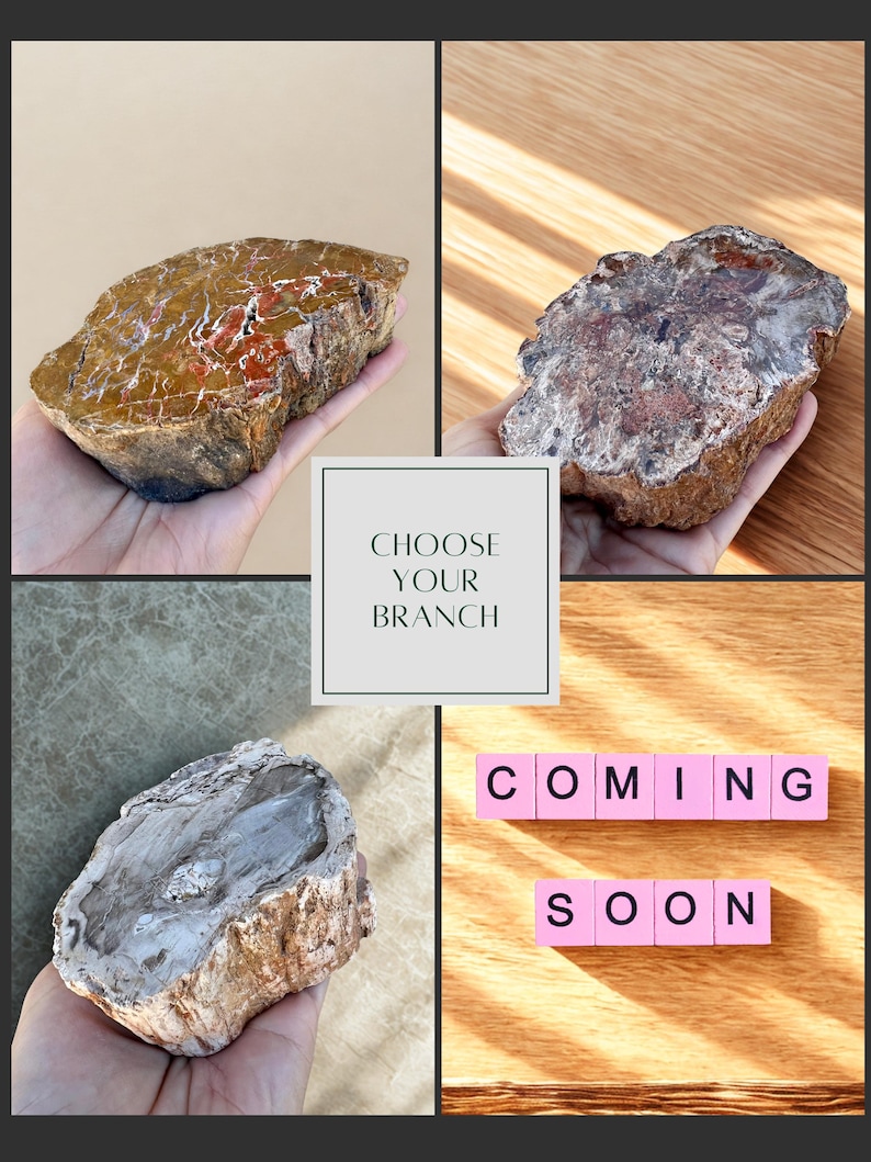 May include: A collage of four images featuring petrified wood specimens. The top left shows a brown and red piece, the top right a gray and brown piece. The bottom left displays a gray and brown piece. The bottom right shows the text "COMING SOON". The text "CHOOSE YOUR BRANCH" is also present.