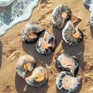 May include: A collection of fossilized ammonite shells, showcasing a variety of sizes and states of preservation. The shells display a mix of dark gray, black, and brown hues, with visible internal chambers and intricate patterns. They are resting on a sandy beach.