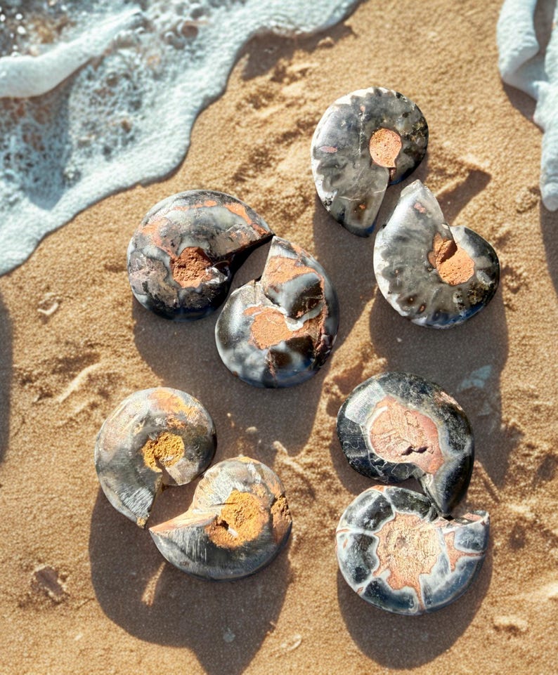 May include: A collection of fossilized ammonite shells, showcasing a variety of sizes and states of preservation. The shells display a mix of dark gray, black, and brown hues, with visible internal chambers and intricate patterns. They are resting on a sandy beach.
