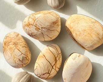 Fossilized Clams from Madagascar – Natural Prehistoric Shells, Collectible Fossils, Educational & Decorative Specimens