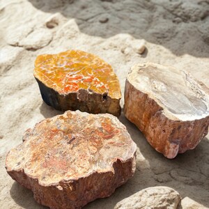 May include: Three pieces of petrified wood with varying colors of orange, brown, and gray, resting on a sandy surface. The wood sections display visible grain and texture, with one smaller, oval-shaped stone in the foreground.