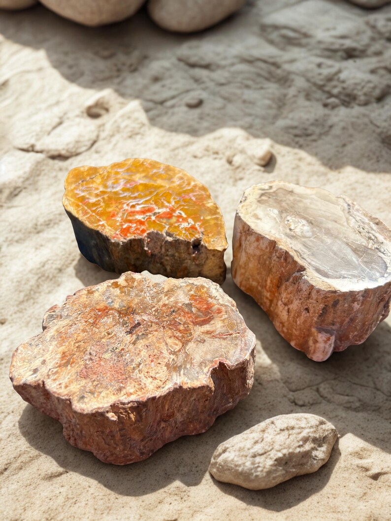 May include: Three pieces of petrified wood with varying colors of orange, brown, and gray, resting on a sandy surface. The wood sections display visible grain and texture, with one smaller, oval-shaped stone in the foreground.