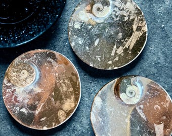 Orthoceras Fossil Round Plate | Ancient Cephalopod Stone Dish for Crystals, Jewelry & Home Décor | Black Limestone Fossil Bowl | Stone Gift