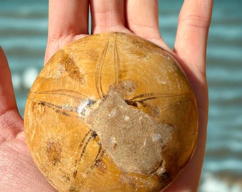 Real Fossil Sand Dollars from Madagascar • Ancient Sea Urchin Fossils • Tiny‑Large Sizes • Madagascar Specimen • Natures Cosmos | Unique