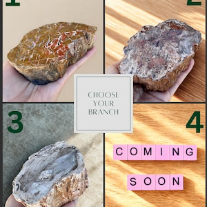 May include: A collage featuring four images. The first three show different petrified wood specimens. The fourth image displays the text "COMING SOON" in pink letter tiles. The central text reads "CHOOSE YOUR BRANCH".