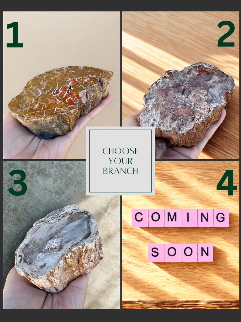 May include: A collage featuring four images. The first three show different petrified wood specimens. The fourth image displays the text "COMING SOON" in pink letter tiles. The central text reads "CHOOSE YOUR BRANCH".