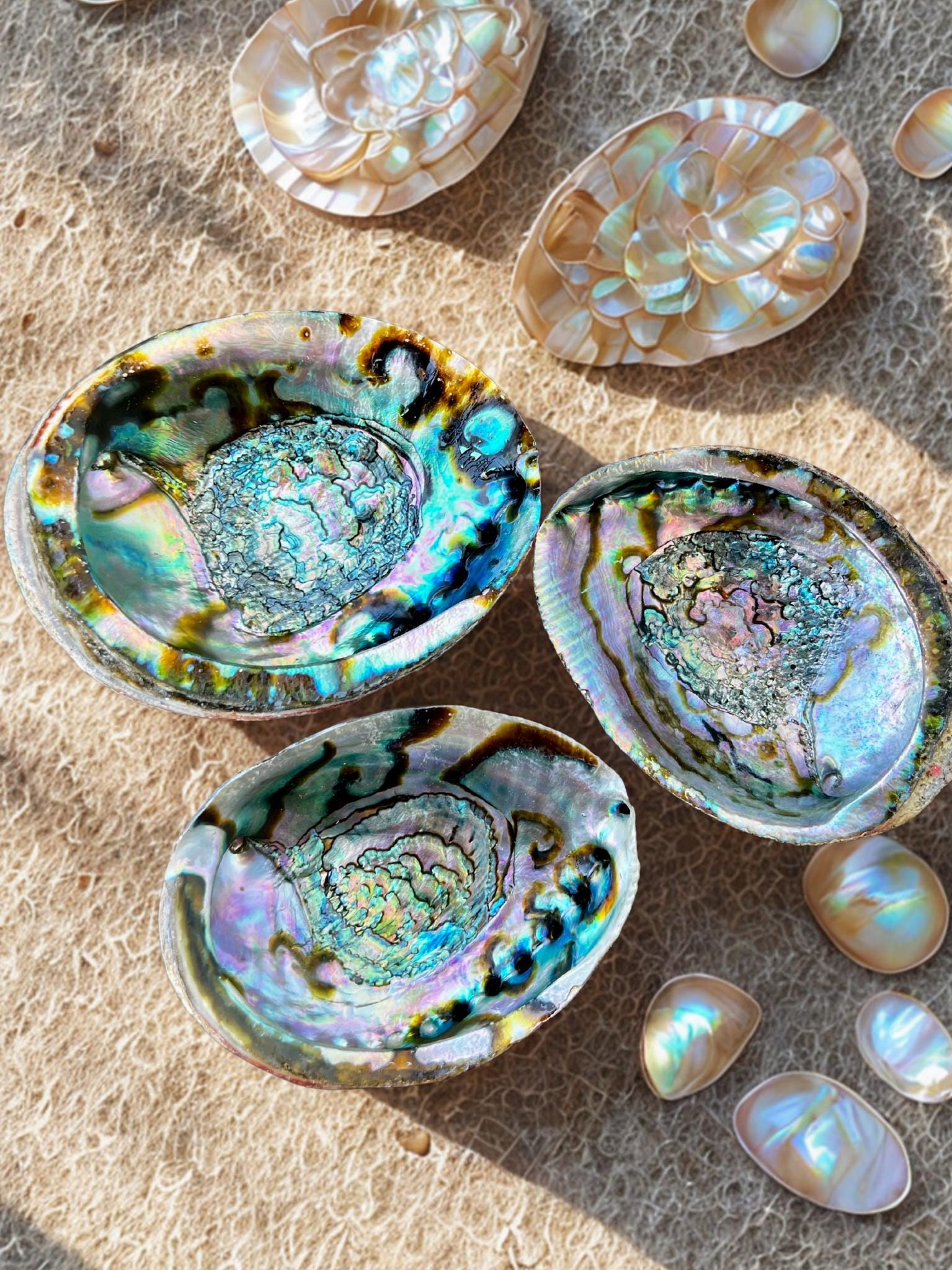 Small Iridescent Shell Natural Iridescent Abalone Shells 5–7