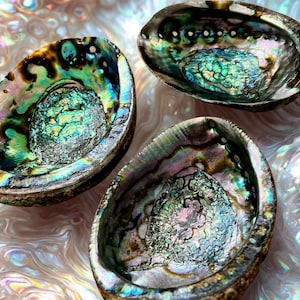 May include: Three iridescent abalone shells with a pearlescent interior. The shells display a range of colors, including blues, greens, and purples, with a textured, polished surface. The shells are arranged on a shimmering, opalescent background.