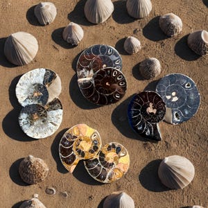 May include: An overhead shot displays a collection of seashells and ammonite fossils on a sandy surface. The seashells are small, white, and conical. The ammonites showcase intricate spiral patterns with colors ranging from brown to gold and black.
