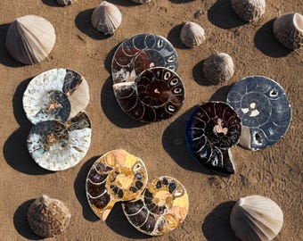 Small Ammonite Fossil Half or Pair • Polished Fossil Slice • Quality B Cut Ammonite • Natural Spiral Fossil • Ancient Fossil from Madagascar