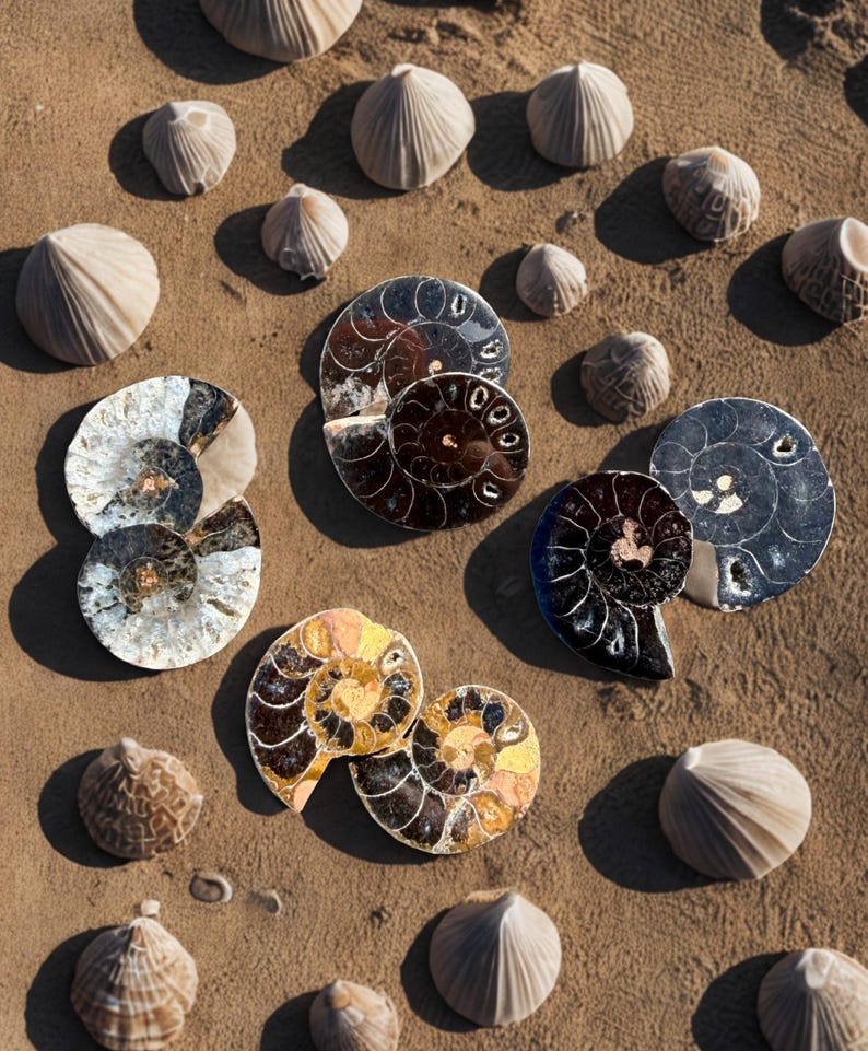 May include: An overhead shot displays a collection of seashells and ammonite fossils on a sandy surface. The seashells are small, white, and conical. The ammonites showcase intricate spiral patterns with colors ranging from brown to gold and black.