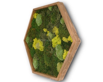 BIG Moss Hexagon Wall Panels made with real moss No Maintenance Required Moss "Living" Wall ~ "Reindeer Moss "