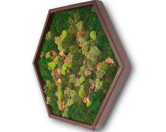 BIG Moss Hexagon Wandpanelen gemaakt met echt mos Geen onderhoud nodig Moss "Living" Wall ~ "moss mix"