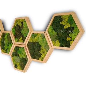 Moss Hexagon Wall Panels made with real moss No Maintenance Required Moss "Living" Wall ~ "Moss mix "