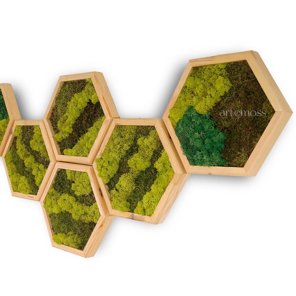 Moss Hexagon Wall Panels made with real moss No Maintenance Required Moss "Living" Wall ~ "Moss mix "