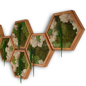 Moss Hexagon Wall Panels made with real moss No Maintenance Required Moss "Living" Wall ~ "Moss Jungle "