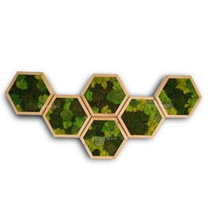 Moss Hexagon Wandpanelen gemaakt met echt mos Geen onderhoud nodig Moss Living Wall Moss mix afbeelding 3