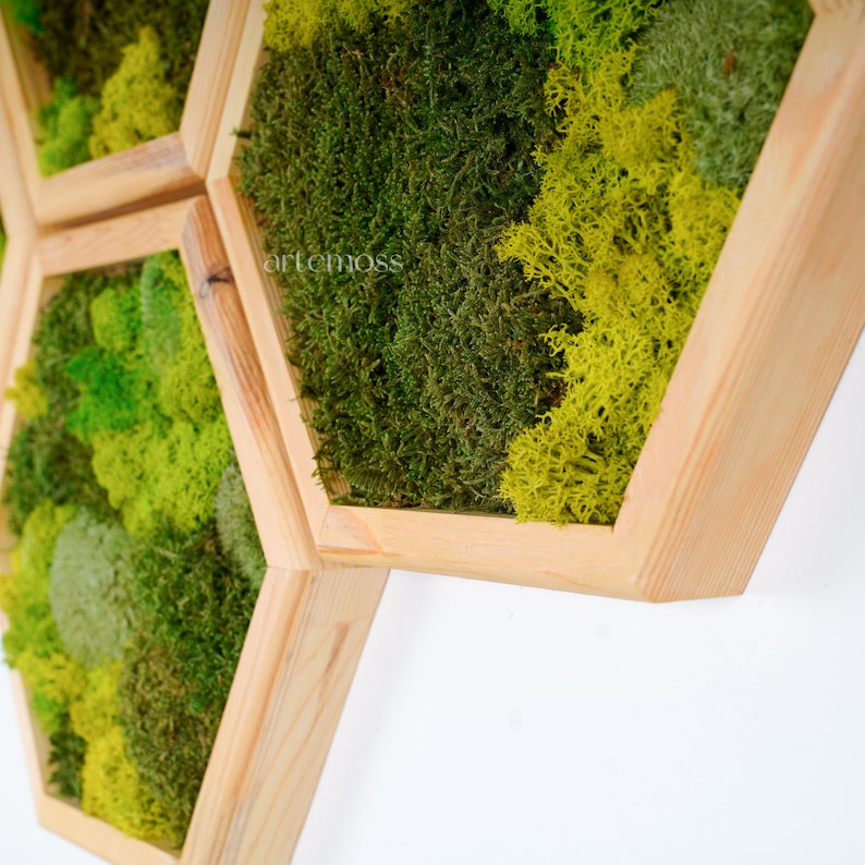 Moss Hexagon Wandpanelen gemaakt met echt mos Geen onderhoud nodig Moss Living Wall Moss mix afbeelding 5