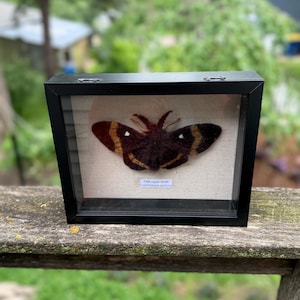 Puede incluir: Una exhibición enmarcada con una polilla Oak eggar (Lasiocampa quercus). La polilla tiene un cuerpo marrón oscuro con marcas de color marrón rojizo y amarillo en sus alas. El marco negro está sobre una superficie de madera, con un fondo verde borroso.