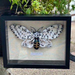 Needle Felted Leopard Moth in Display Case: Gift for Bug Lovers