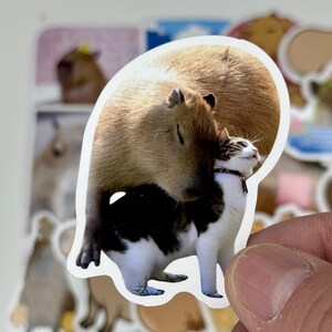 May include: A sticker featuring a capybara and a cat. The capybara is brown, and the cat is white and black. The sticker is held by a hand, with other stickers visible in the background.