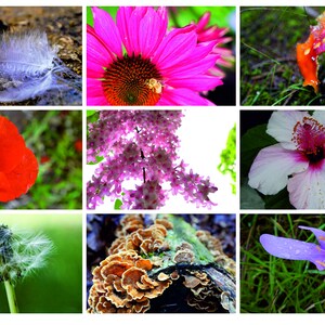 Postkarten Natur-Fotografie Blumen Wald