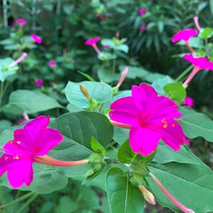 4 plants of Mirabilis (Four o&#39;clock) Flower