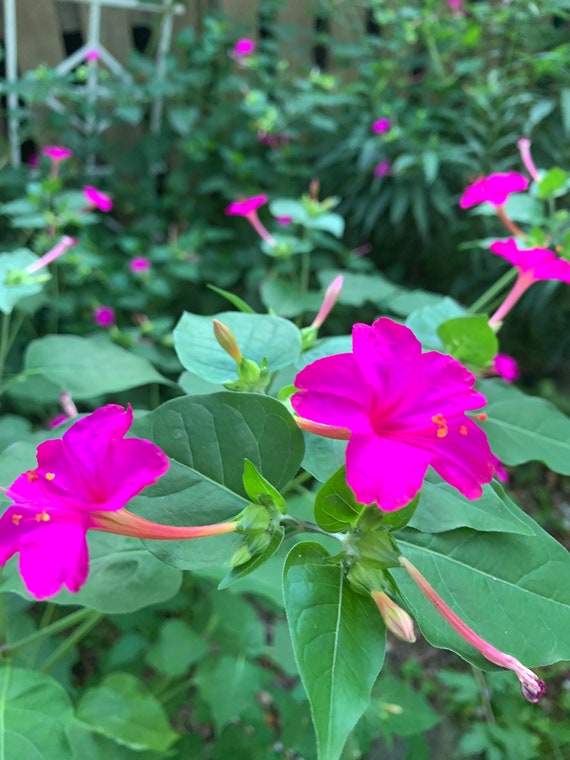 8 Mirabilis (Four o'clock) Flower plants