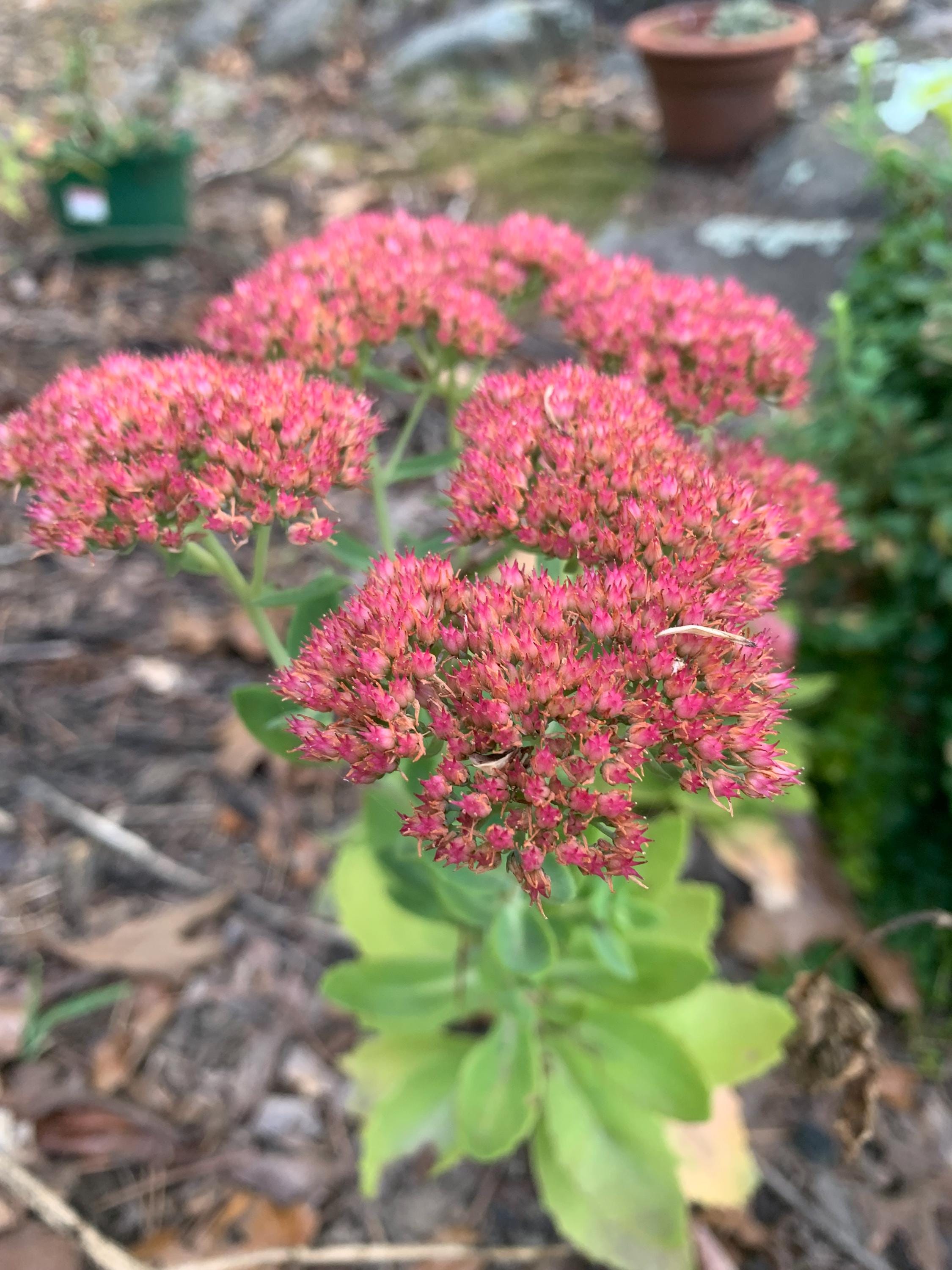 Sedum Autumn Joy Seeds